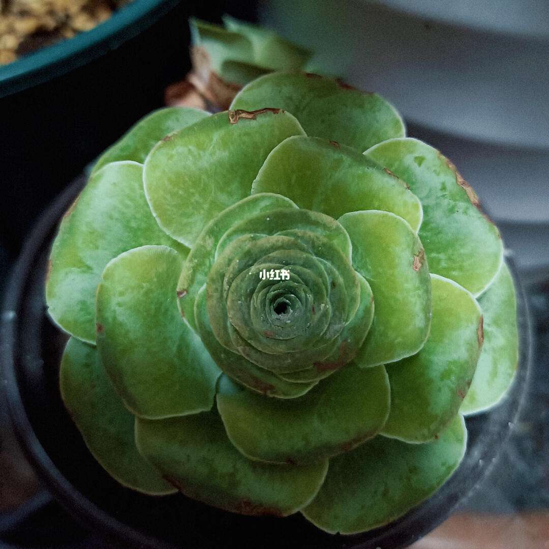 包含马拉加玫瑰夺冠看好,受欢迎程度飙升的词条 包含马拉加玫瑰夺冠看好,受欢迎程度飙升的词条